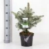 Blågran 'Glauca' Picea Pungens 'Glauca' Potte 3,0 Liter,- 30-40 Cm. -Osmo Salgsbutik p1475 33460 picea pungens glauca 6a57