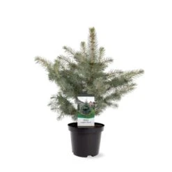 Blågran 'Glauca' Picea Pungens 'Glauca' Potte 3,0 Liter,- 30-40 Cm. -Osmo Salgsbutik p1475 38812 image d2d0