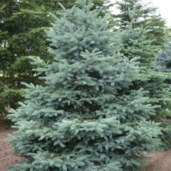 Blågran 'Glauca' Picea Pungens 'Glauca' Potte 3,0 Liter,- 30-40 Cm. -Osmo Salgsbutik p1475 52799 picea pungens glauca fb75