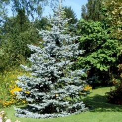 Blågran 'Glauca' Picea Pungens 'Glauca' Potte 3,0 Liter,- 30-40 Cm. -Osmo Salgsbutik p1475 52800 picea pungens glauca 7f14
