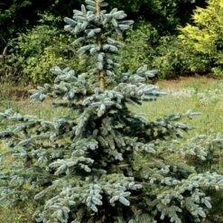 Blågran 'Glauca' Picea Pungens 'Glauca' Potte 3,0 Liter,- 30-40 Cm. -Osmo Salgsbutik p1475 52801 picea pungens glauca 73d5