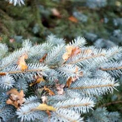 Blågran 'Glauca' Picea Pungens 'Glauca' Potte 3,0 Liter,- 30-40 Cm. -Osmo Salgsbutik p1475 52802 picea pungens glauca 45b4