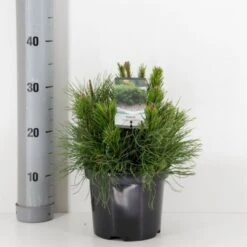 Krybende Bjergfyr 'Pumilio' Pinus Mugo Var. 'Pumilio' Potte 3,0 Liter,- 20-25 Cm. -Osmo Salgsbutik p1493 33856 pinus mugo var pumilio e070