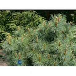 Penselfyr 'Glauca' Pinus Parviflora 'Glauca' Potte 3,0 Liter,- 40-60 Cm. -Osmo Salgsbutik p1497 1221 pinus parviflora glauca 0c1b
