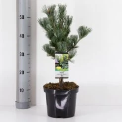 Penselfyr 'Glauca' Pinus Parviflora 'Glauca' Potte 3,0 Liter,- 40-60 Cm.