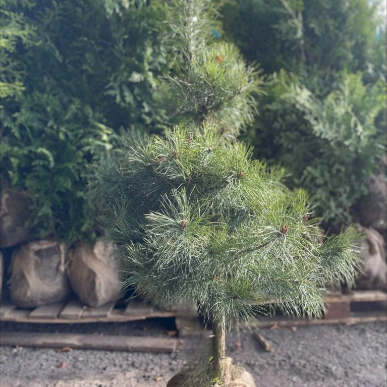 Skovfyr Pinus Sylvestris Med Klump,- 150-175 Cm. 3 Skovfyr Pinus Sylvestris Med Klump,- 150-175 Cm.