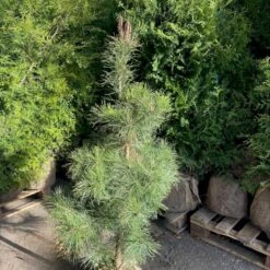 Skovfyr Pinus Sylvestris Med Klump,- 150-175 Cm. 10 Skovfyr Pinus Sylvestris Med Klump,- 150-175 Cm. -Osmo Salgsbutik p1502 47707 pinus sylvestris 45d2