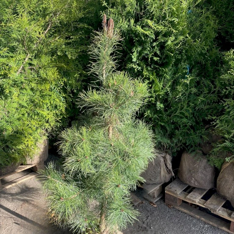 Skovfyr Pinus Sylvestris Med Klump,- 150-175 Cm. 5 Skovfyr Pinus Sylvestris Med Klump,- 150-175 Cm. - Billede 3