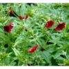Rød Staudepotentil Potentilla Atrosanguinea Rot 1 Liter Potte -Osmo Salgsbutik p1546 38550 potentilla atrosanguinea rot 2a5f