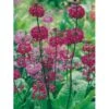 Etageprimula Primula Beesiana 1 Liter Potte -Osmo Salgsbutik p1567 1256 primula beesiana e65c