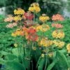 Etageprimula Primula Bullesiana 1 Liter Potte -Osmo Salgsbutik p1568 1257 primula bullesiana bd85
