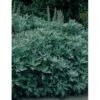 Opret Sølvbynke Artemisia Ludovioiana 'Silver Queen' 1 Liter Potte 2 Opret Sølvbynke Artemisia Ludovioiana 'Silver Queen' 1 Liter Potte -Osmo Salgsbutik p159 137 artemisia ludovioiana silver queen 3a7a