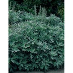 Opret Sølvbynke Artemisia Ludovioiana 'Silver Queen' 1 Liter Potte
