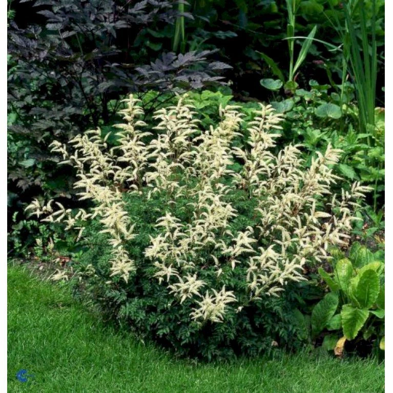 Koreansk Fjerbusk Aruncus Aethusifolius Bakke Med 12 Stk. 4 Koreansk Fjerbusk Aruncus Aethusifolius Bakke Med 12 Stk. - Billede 2