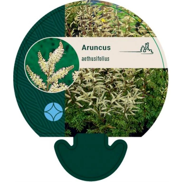 Koreansk Fjerbusk Aruncus Aethusifolius Bakke Med 12 Stk. 3 Koreansk Fjerbusk Aruncus Aethusifolius Bakke Med 12 Stk.