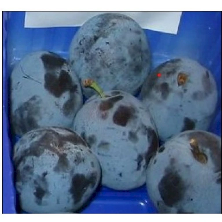 Blomme 'Tophit' Prunus Domestica 'Tophit' 4-8 Grene, 130-170 Cm. 10 Liter Potte. (S.J.A.) 3 Blomme 'Tophit' Prunus Domestica 'Tophit' 4-8 Grene, 130-170 Cm. 10 Liter Potte. (S.J.A.)