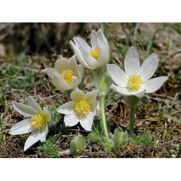 Opret Kobjælde Pulsatilla Vulgaris 'Alba' 10 Cm. Potte 3 Opret Kobjælde Pulsatilla Vulgaris 'Alba' 10 Cm. Potte