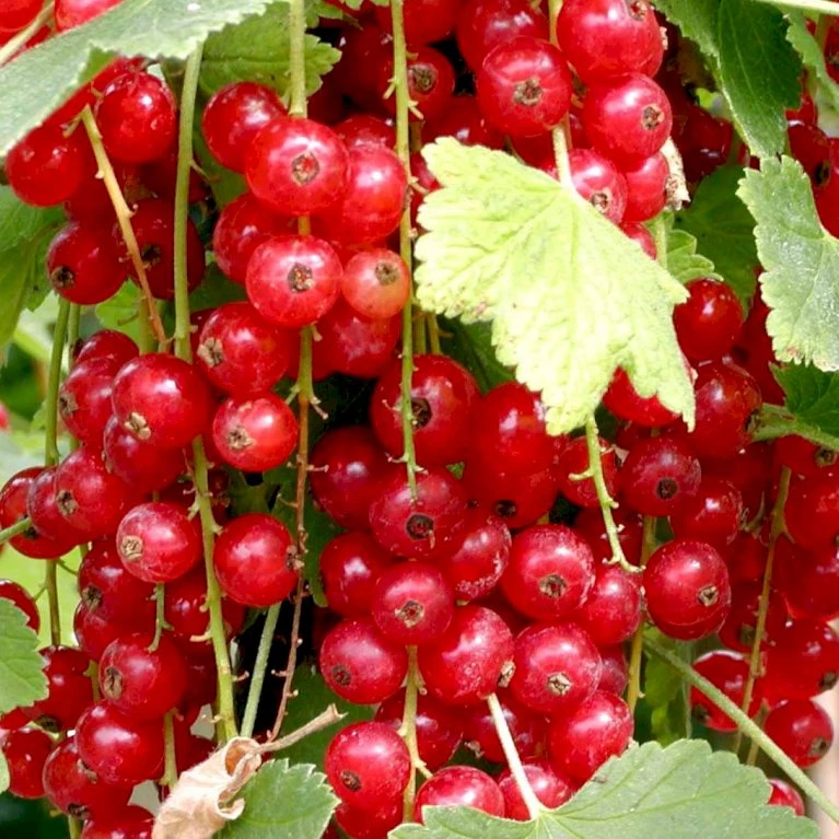 Ribs 'Jonkheer Van Tets' Ribes Rubrum 'Jonkheer Van Tets' Barrods,- 4-8 Grene 3 Ribs 'Jonkheer Van Tets' Ribes Rubrum 'Jonkheer Van Tets' Barrods,- 4-8 Grene