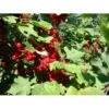 Ribs 'Stanza' Ribes Rubrum 'Stanza' 3,5 Liter Potte -Osmo Salgsbutik p1715 1377 ribes rubrum stanza 4933