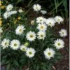 Alpeasters 'Albus' Aster Alpinus 'Albus' 1 Liter Potte -Osmo Salgsbutik p171 148 aster alpinus albus d95a
