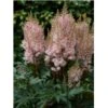 Astilbe 'Look At Me'® Astílbe Aréndsii-hýbrid 'Look At Me'® 1 Liter Potte -Osmo Salgsbutik p17296 9053 astilbe arendsii hybrid look at me 1649
