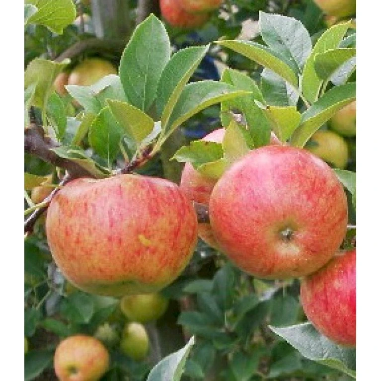 Cider æble 'Dabinette' Malus X 'Dabinette' 4-8 Grene, 120-160 Cm. 7,5 Liter Potte 3 Cider æble 'Dabinette' Malus X 'Dabinette' 4-8 Grene, 120-160 Cm. 7,5 Liter Potte