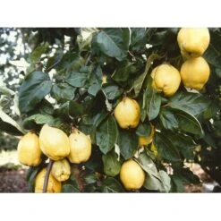 Pærekvæde 'Vranja' Cydonia Oblonga 'Vranja' 4-8 Grene. 120-160 Cm. Potte, (Kvæde A)