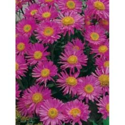 Alpeasters 'Happy End' Aster Alpinus 'Happy End' 9 Cm. Potte -Osmo Salgsbutik p173 149 aster alpinus happy end 0581