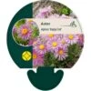 Alpeasters 'Happy End' Aster Alpinus 'Happy End' 9 Cm. Potte -Osmo Salgsbutik p173 43866 aster alpinus happy end 1922