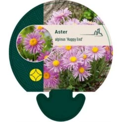 Alpeasters 'Happy End' Aster Alpinus 'Happy End' 9 Cm. Potte