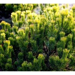 Bjergfyr 'Winter Gold' Pinus Mugo 'Winter Gold' (dværgform) Potte 2,0 Liter,- 15-20 Cm. -Osmo Salgsbutik p17686 43674 pinus mugo winter gold dvaergform c47e