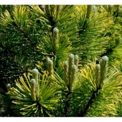 Bjergfyr 'Winter Gold' Pinus Mugo 'Winter Gold' (dværgform) Potte 2,0 Liter,- 15-20 Cm. -Osmo Salgsbutik p17686 43675 pinus mugo winter gold dvaergform 30d3