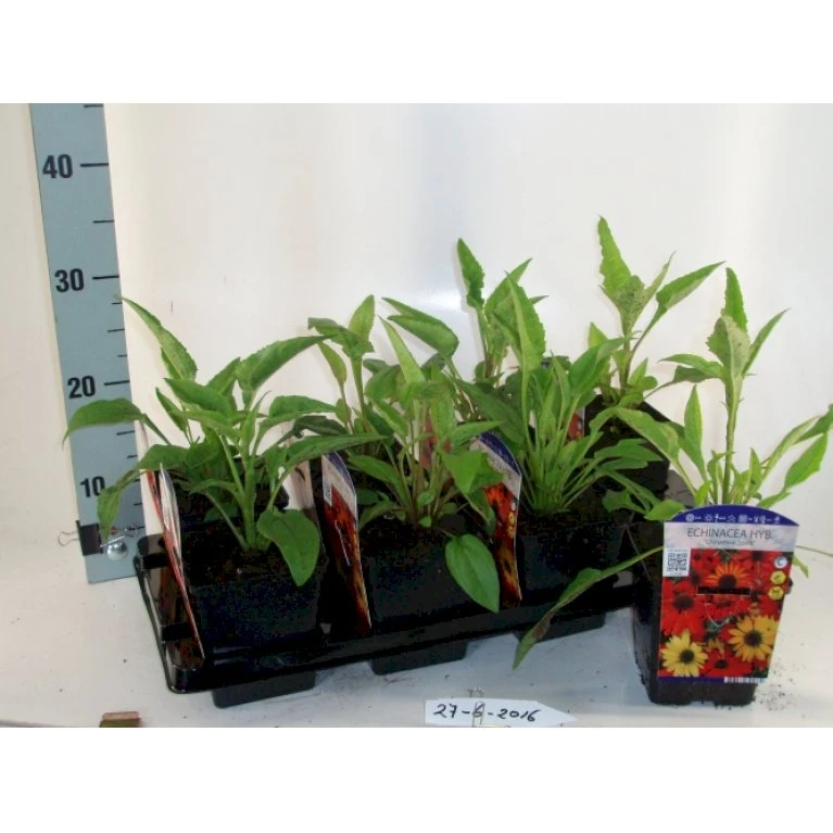 Purpursolhat 'Cheyenne Spirit' Echinacea Hybrid 'Cheyenne Spirit' 1 Liter Potte 5 Purpursolhat 'Cheyenne Spirit' Echinacea Hybrid 'Cheyenne Spirit' 1 Liter Potte - Billede 3