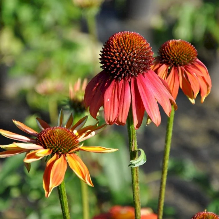 Purpursolhat 'Cheyenne Spirit' Echinacea Hybrid 'Cheyenne Spirit' 1 Liter Potte 3 Purpursolhat 'Cheyenne Spirit' Echinacea Hybrid 'Cheyenne Spirit' 1 Liter Potte