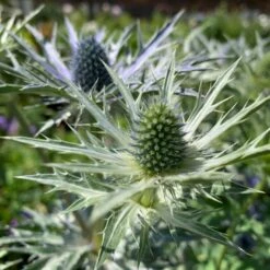 Mandstro 'Big Blue' Eryngium Zabelii 'Big Blue'® 1 Liter Potte -Osmo Salgsbutik p17743 48913 eryngium zabelii big blue daff