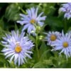 Storbladet Asters 'Twilight' Aster Macrophyllus 'Twilight' 1 Liter Potte -Osmo Salgsbutik p17744 36719 aster macrophyllus twilight d21c