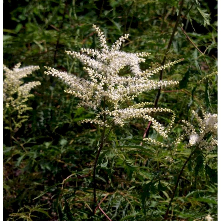 Fjerbusk 'Horatio' Aruncus X Dioicus 'Horatio' 2 Liter Potte 3 Fjerbusk 'Horatio' Aruncus X Dioicus 'Horatio' 2 Liter Potte