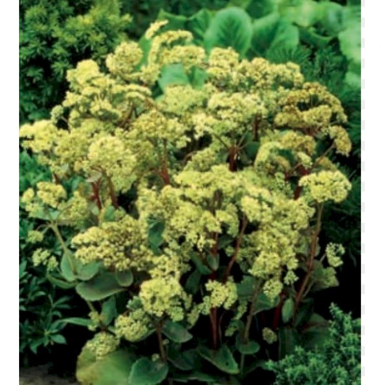 Sankthansurt 'Seduction Green-Yellow' Sedum T. 'Seduction Green-yellow' 1 Liter Potte 3 Sankthansurt 'Seduction Green-Yellow' Sedum T. 'Seduction Green-yellow' 1 Liter Potte