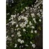 Høstanemone 'Ruffled Swan' Anemone Hyb. 'Ruffled Swan'® 1 Liter Potte -Osmo Salgsbutik p17762 36718 anemone hyb ruffled swan 37b5