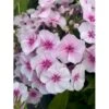 Høstfloks Phlox Pani. Adessa® 'Pink Star' 1 Liter Potte -Osmo Salgsbutik p17763 36028 phlox pani adessa pink star 3824