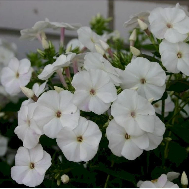 Høstfloks Phlox Pani. Adessa® White 1 Liter Potte 3 Høstfloks Phlox Pani. Adessa® White 1 Liter Potte
