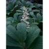 Finnet Bronceblad Rodgersia Pinnata 'Alba' 1 Liter Potte -Osmo Salgsbutik p17768 10209 rodgersia pinnata alba 5022