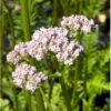 Læge-Baldrian Valeriana Officinalis 1 Liter Potte -Osmo Salgsbutik p17783 40699 valeriana officinalis c4a6