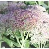 Sankthansurt 'Seduction Green-Pink' Sedum T. 'Seduction Green-pink' 1 Liter Potte