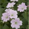 Storkenæb 'Dreamland' Geranium Hybrid 'Dreamland'® 1 Liter Potte -Osmo Salgsbutik p17807 36181 geranium hybrid dreamland ac3d