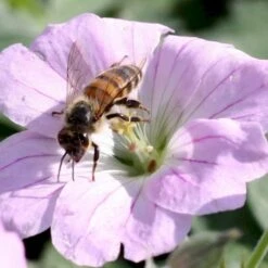 Storkenæb 'Dreamland' Geranium Hybrid 'Dreamland'® 1 Liter Potte -Osmo Salgsbutik p17807 36182 geranium hybrid dreamland 3d55