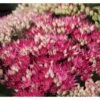 Sankthansurt 'Class Act' Sedum Hybrid 'Class Act'® 1 Liter Potte -Osmo Salgsbutik p17812 40161 sedum hybrid class act 48bf