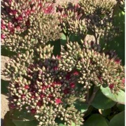 Sankthansurt 'Class Act' Sedum Hybrid 'Class Act'® 1 Liter Potte -Osmo Salgsbutik p17812 40162 sedum hybrid class act ff7f