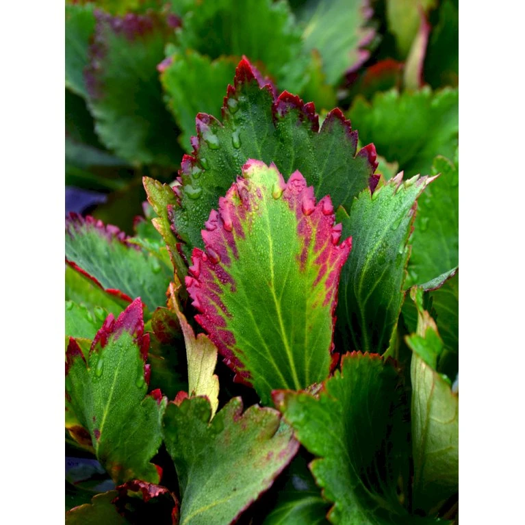 Kæmpestenbræk Hybrid 'Nova Flame' Mukgenia X 'Nova Flame'® 1 Liter Potte 3 Kæmpestenbræk Hybrid 'Nova Flame' Mukgenia X 'Nova Flame'® 1 Liter Potte