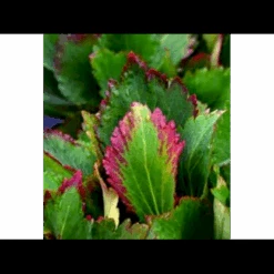 Kæmpestenbræk Hybrid 'Nova Flame' Mukgenia X 'Nova Flame'® 1 Liter Potte 7 Kæmpestenbræk Hybrid 'Nova Flame' Mukgenia X 'Nova Flame'® 1 Liter Potte -Osmo Salgsbutik p17819 37929 mukgenia x nova flame 245f